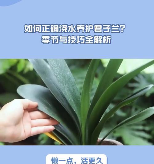 君子兰最佳浇水时间是什么时候？