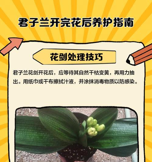 君子兰分株的小窍门是什么？