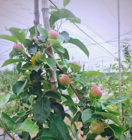 西安露台果树种植指南：哪些果树适合在西安种植？