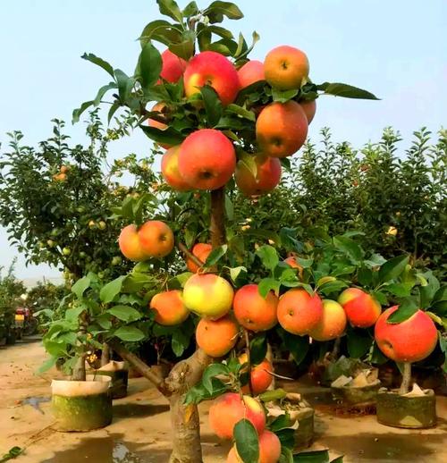 西安露台果树种植指南：哪些果树适合在西安种植？