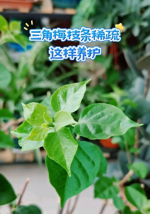 三角梅取枝条后如何正确养护？