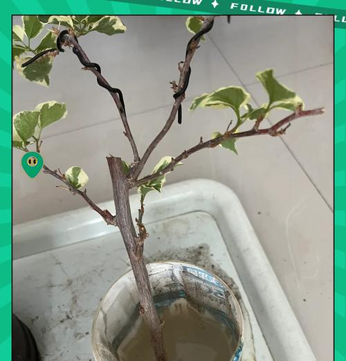 三角梅取枝条后如何正确养护？