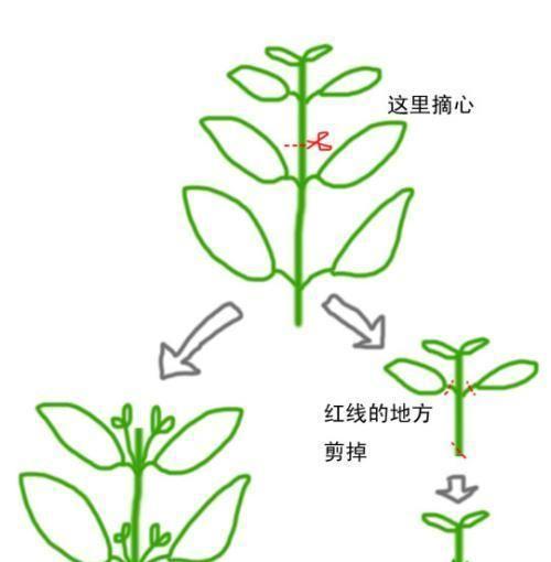 天竺葵到家后的修剪方法是什么？
