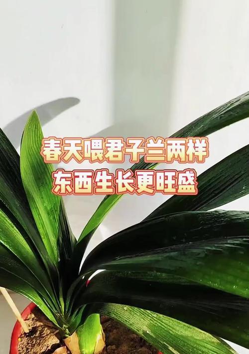如何使小叶子君子兰生长更旺盛？