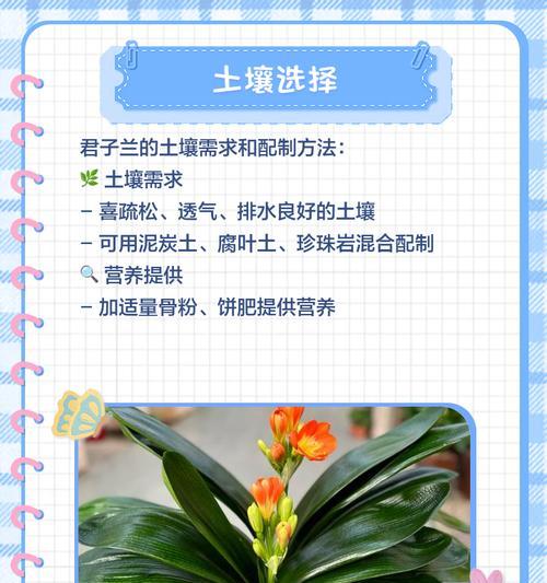 如何使小叶子君子兰生长更旺盛？