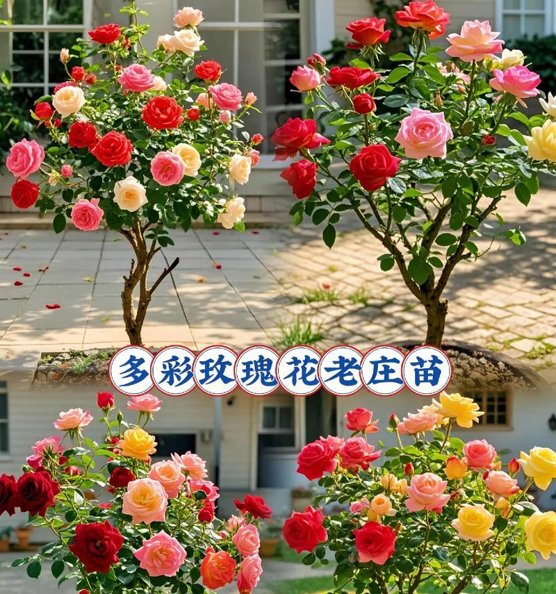 月季老桩如何判断成活？月季老桩成活的标准是什么？