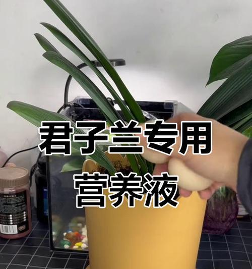 自制君子兰肥料的方法有哪些？