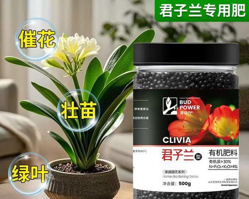 自制君子兰肥料的方法有哪些？