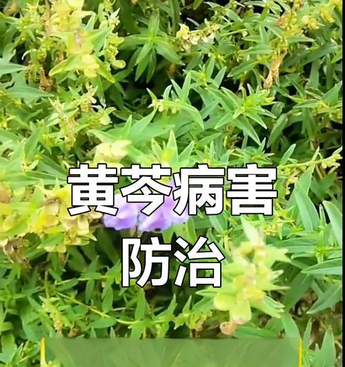黄芩下面叶子发黄的解决方法是什么？