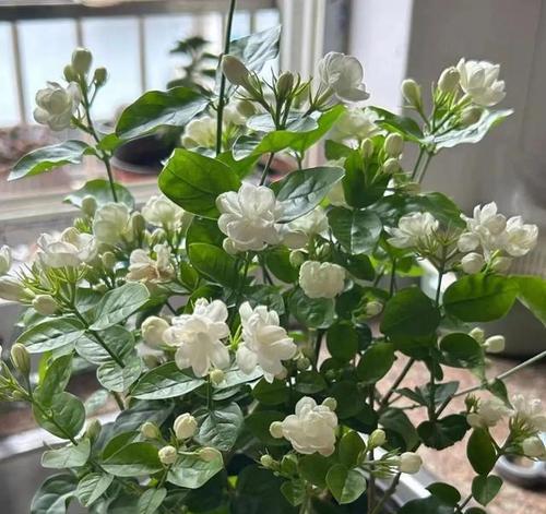 阳性的花有哪些适合阳台种植？阳台种植阳性花卉的好处是什么？