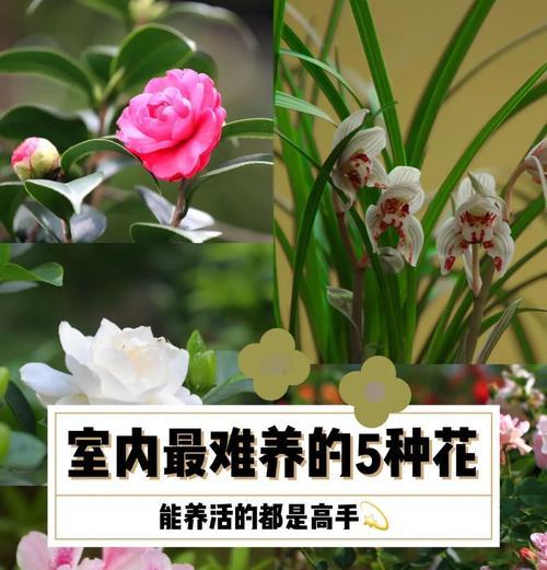 阳性的花有哪些适合阳台种植？阳台种植阳性花卉的好处是什么？