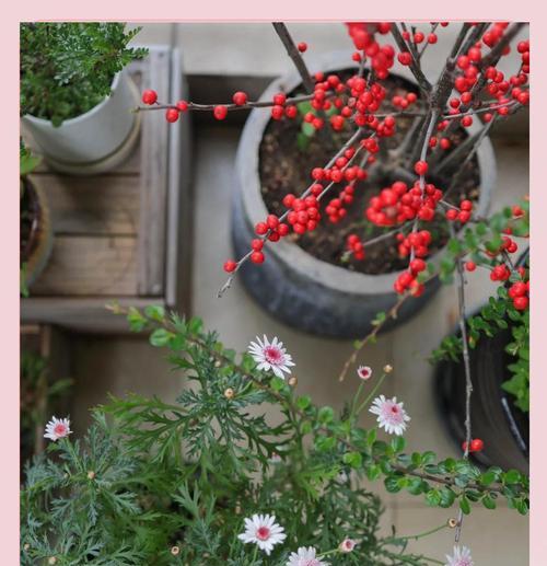 阳性的花有哪些适合阳台种植？阳台种植阳性花卉的好处是什么？