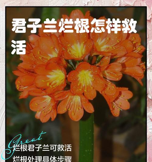 君子兰新芽干枯的处理方法是什么？
