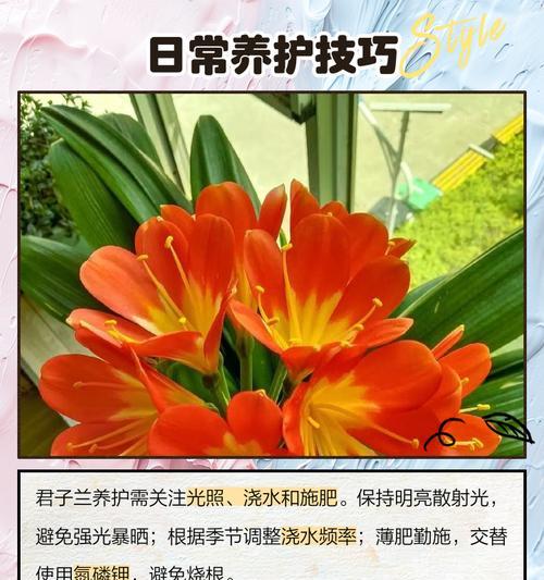 君子兰新芽干枯的处理方法是什么？