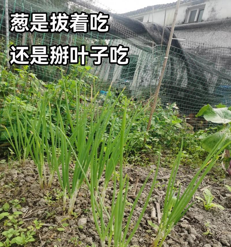 如何有效阻止大葱叶子发黄？