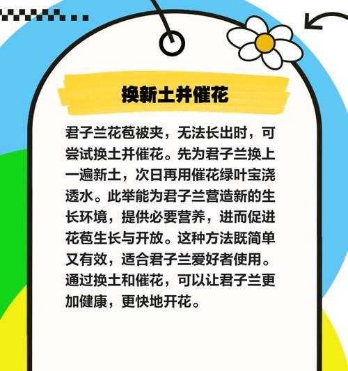 君子兰花苞损坏如何修复？君子兰修复花苞的正确方法是什么？
