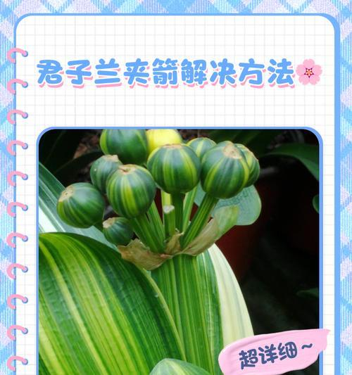 君子兰拔剑短的解决方法是什么？