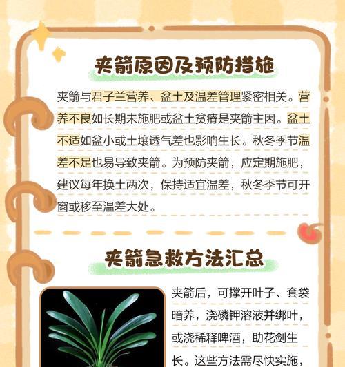 君子兰拔剑短的解决方法是什么？