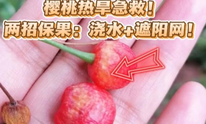 大樱桃成熟期的浇水技巧是什么？