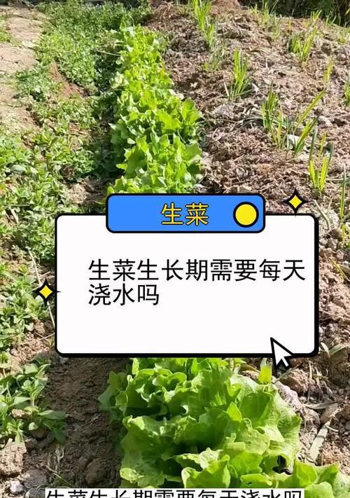 9月份种植生菜时如何正确浇水？