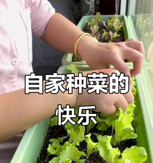 9月份种植生菜时如何正确浇水？