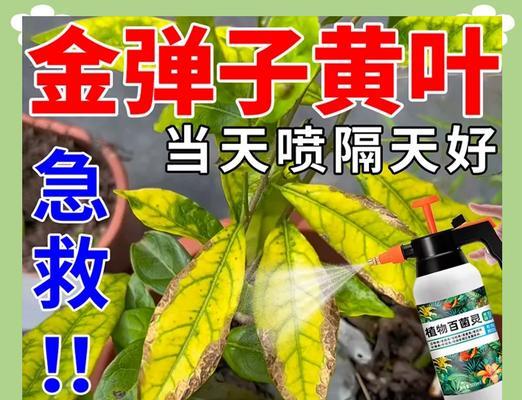金弹子叶子发黄枯萎的原因是什么？