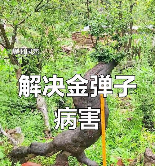 金弹子叶子发黄枯萎的原因是什么？