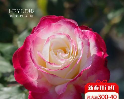 大红色月季花苗的养护技巧是什么？
