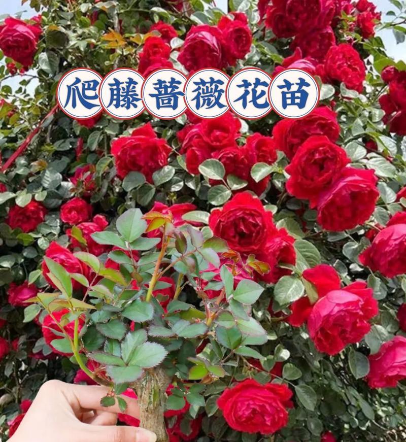 大红色月季花苗的养护技巧是什么？