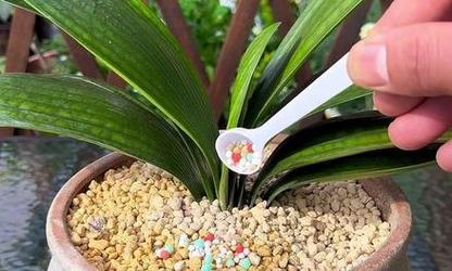 君子兰开花需要什么肥料？如何促进开花？