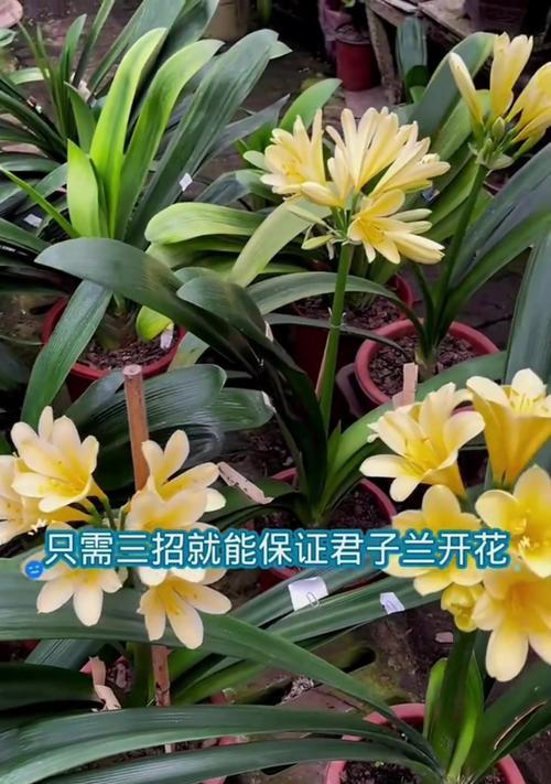 君子兰开花需要什么肥料？如何促进开花？