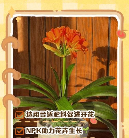 君子兰开花需要什么肥料？如何促进开花？