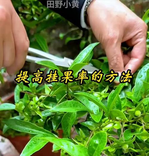 金弹子施肥技巧是什么？如何正确施肥？