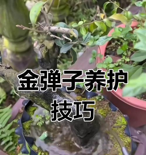 金弹子施肥技巧是什么？如何正确施肥？