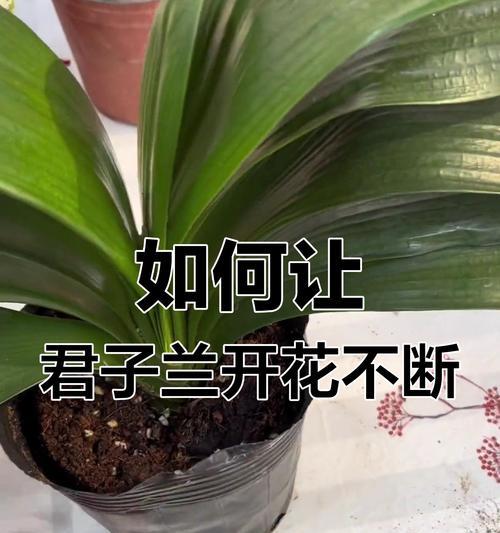 君子兰一年以上的养护方法是什么？