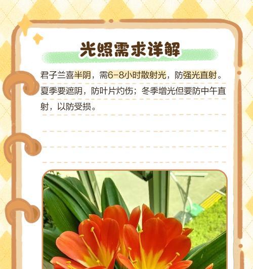 君子兰一年以上的养护方法是什么？