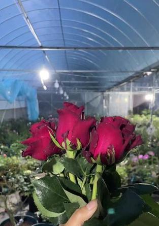 如何举报月季花呗的不当行为？