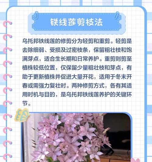 铁线莲木规子的养殖技巧是什么？