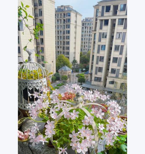 铁线莲木规子的养殖技巧是什么？