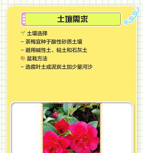 菊梅的栽培技术有哪些？