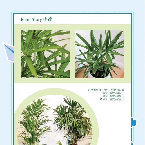 金山棕竹叶子干枯发黄有虫的解决方法是什么？