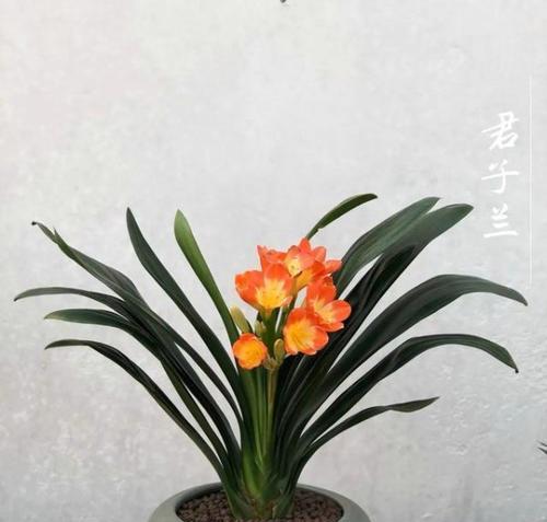 君子兰冬季栽培技巧有哪些？如何确保君子兰过冬？