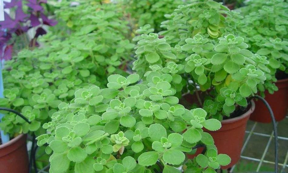 哪些香草植物特别香？