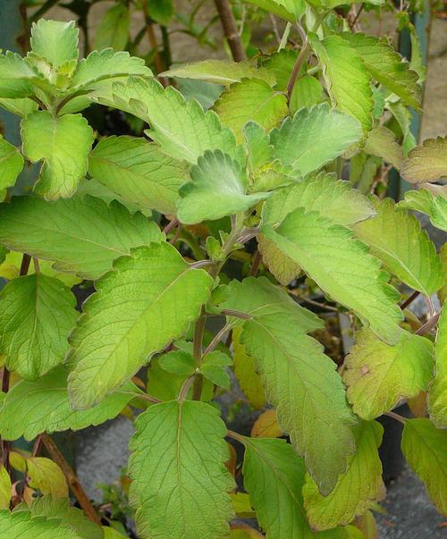 哪些香草植物特别香？