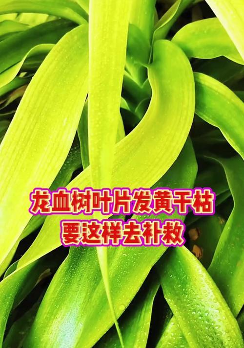 龙雪树叶子尖发黄变干？如何进行有效护理？