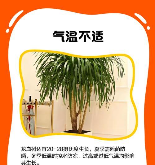 龙雪树叶子尖发黄变干？如何进行有效护理？
