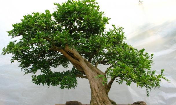 宽叶薹草盆景的养护方法是什么？