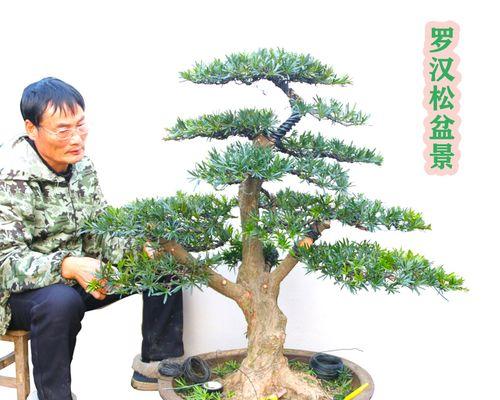 宽叶薹草盆景的养护方法是什么？