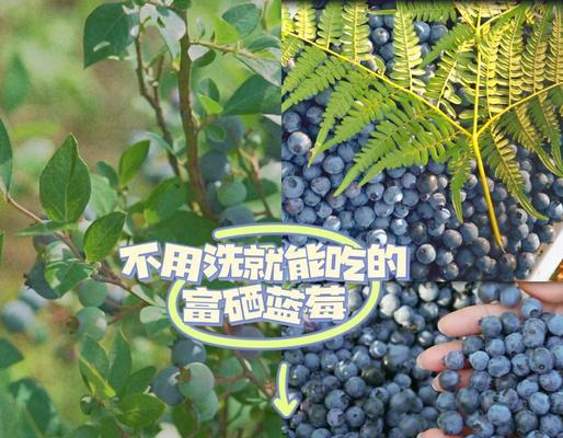 自制蓝莓肥料的方法是什么？如何用水自制肥料？
