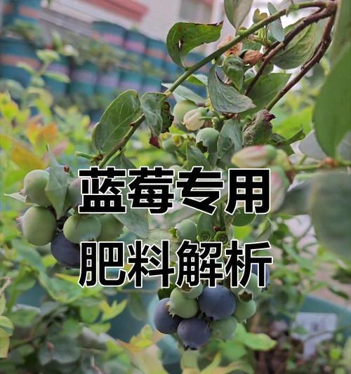 自制蓝莓肥料的方法是什么？如何用水自制肥料？